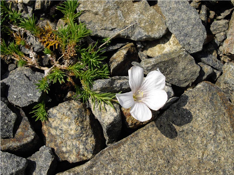 Linum suffruticosum ssp appressum en fleurs sur des éboulis siliceux des Pyrénées